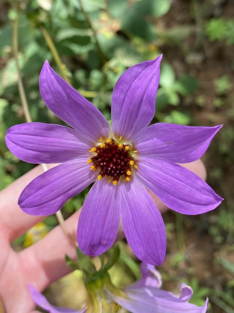 Dahlia australis photo 7
