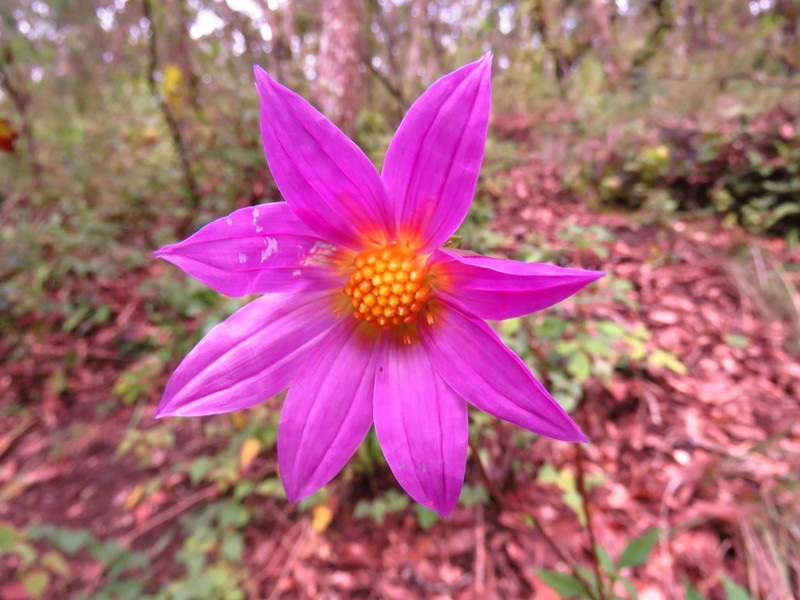 Dahlia australis photo 8