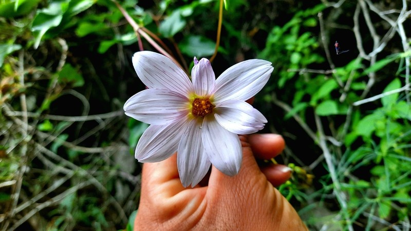 Dahlia calzadana