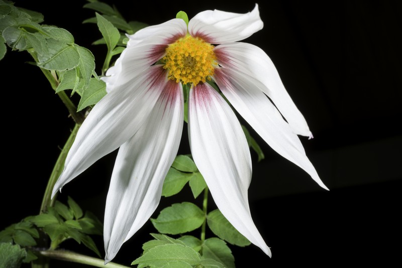 Dahlia campanulata