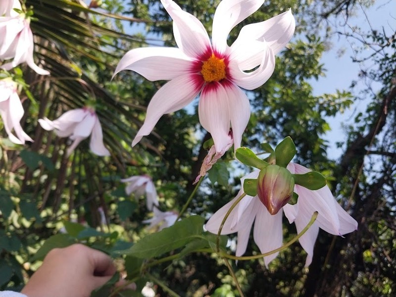 Dahlia campanulata photo 2