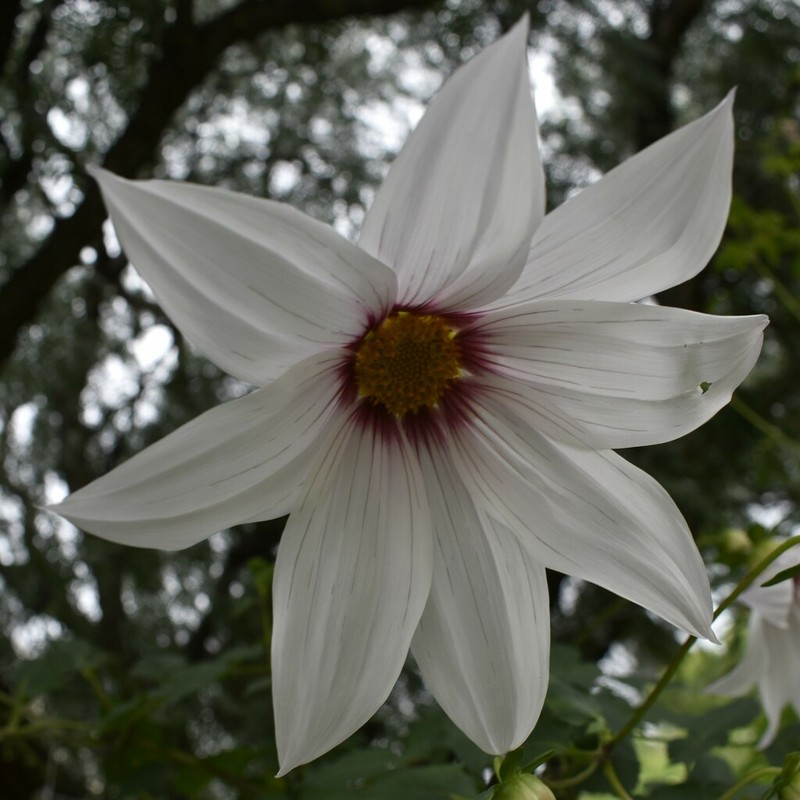 Dahlia campanulata photo 3