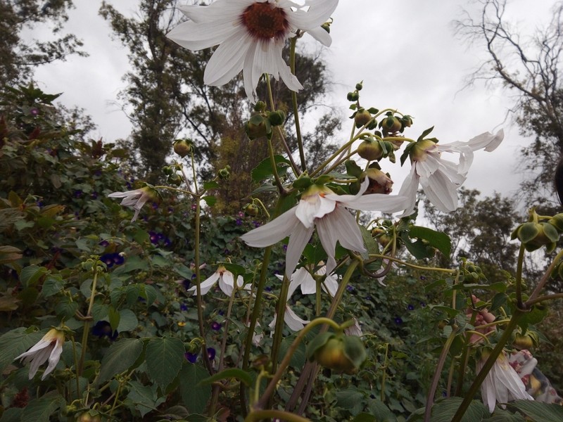 Dahlia campanulata photo 4