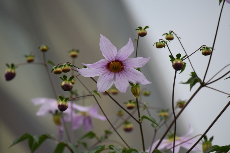 Dahlia campanulata photo 5
