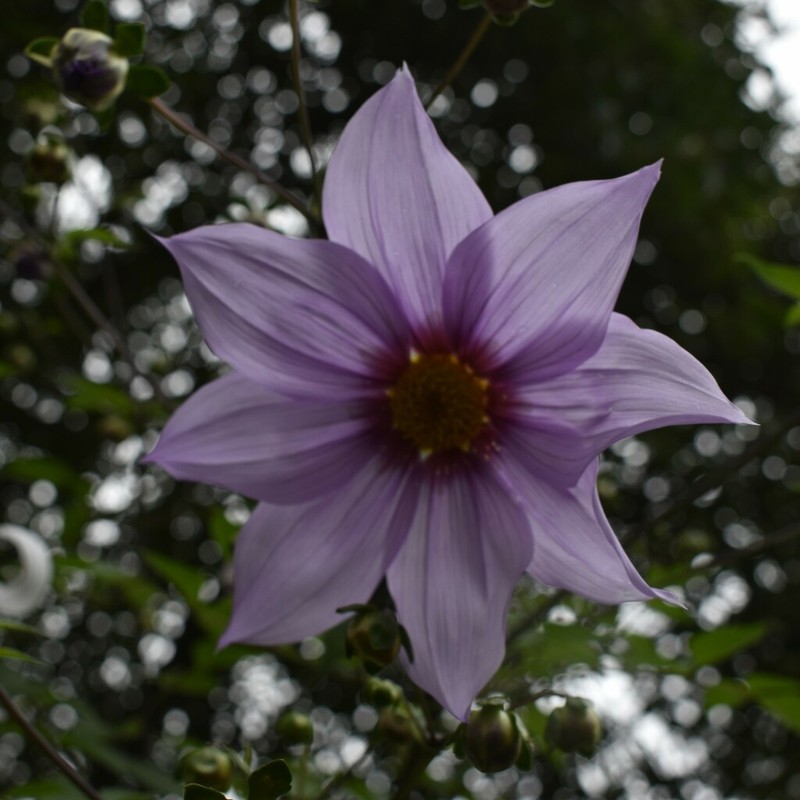 Dahlia campanulata photo 6