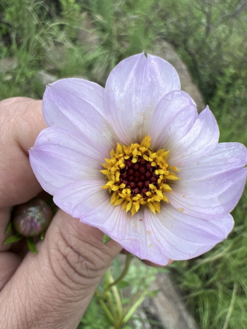 Dahlia congestifolia photo 3