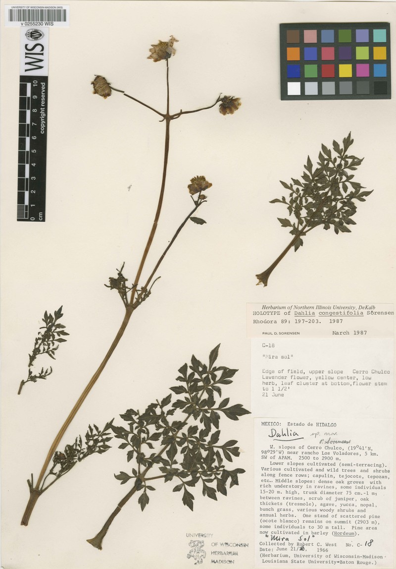 Dahlia congestifolia photo 6