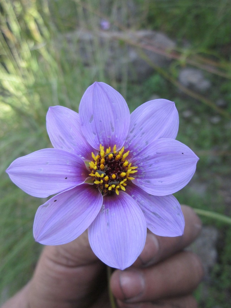 Dahlia congestifolia