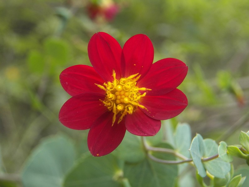 Dahlia cordifolia