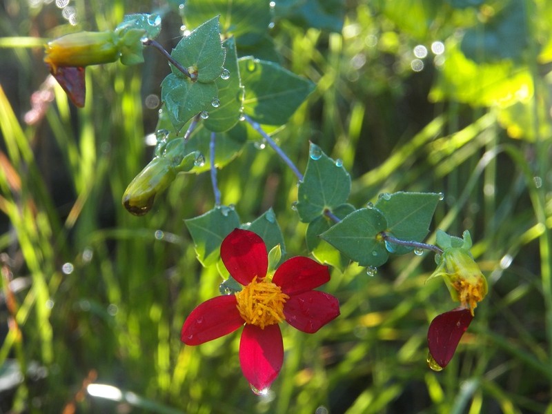Dahlia cordifolia photo 2