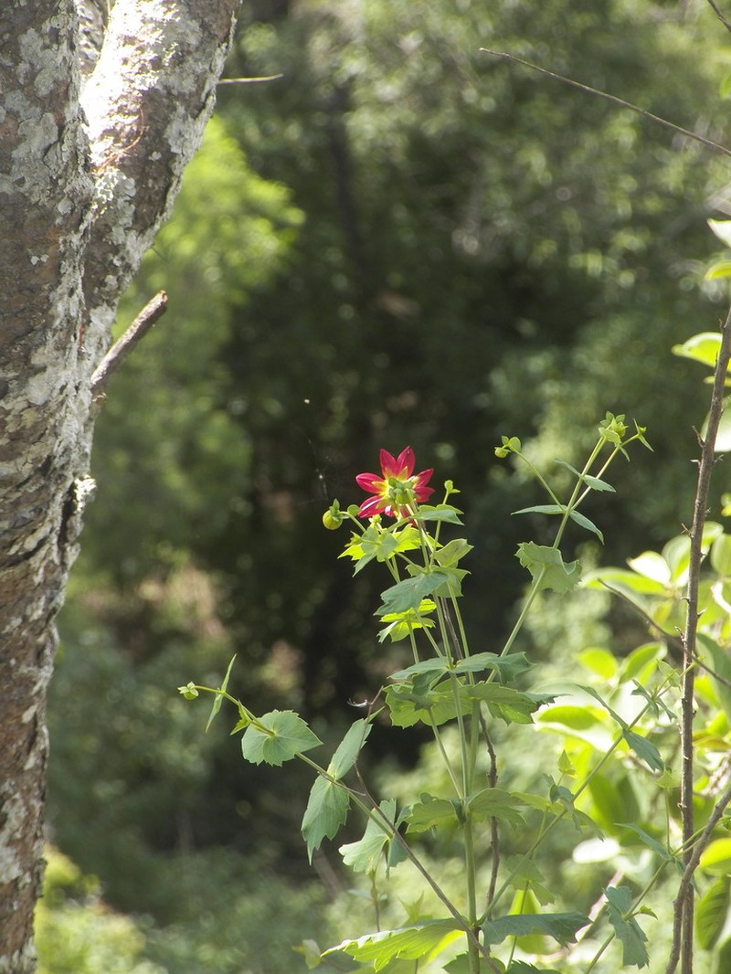 Dahlia cordifolia photo 3