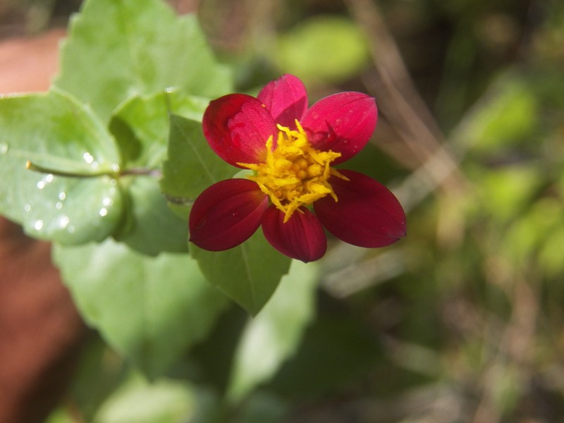 Dahlia cordifolia photo 4