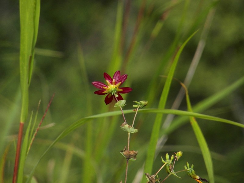Dahlia cordifolia photo 5