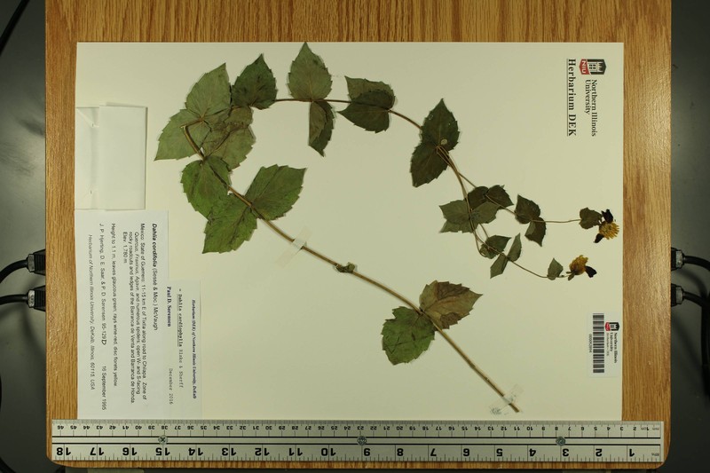 Dahlia cordifolia photo 6