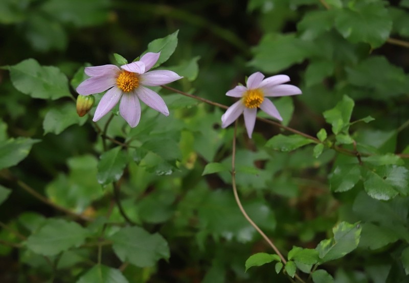 Dahlia cuspidata photo 2