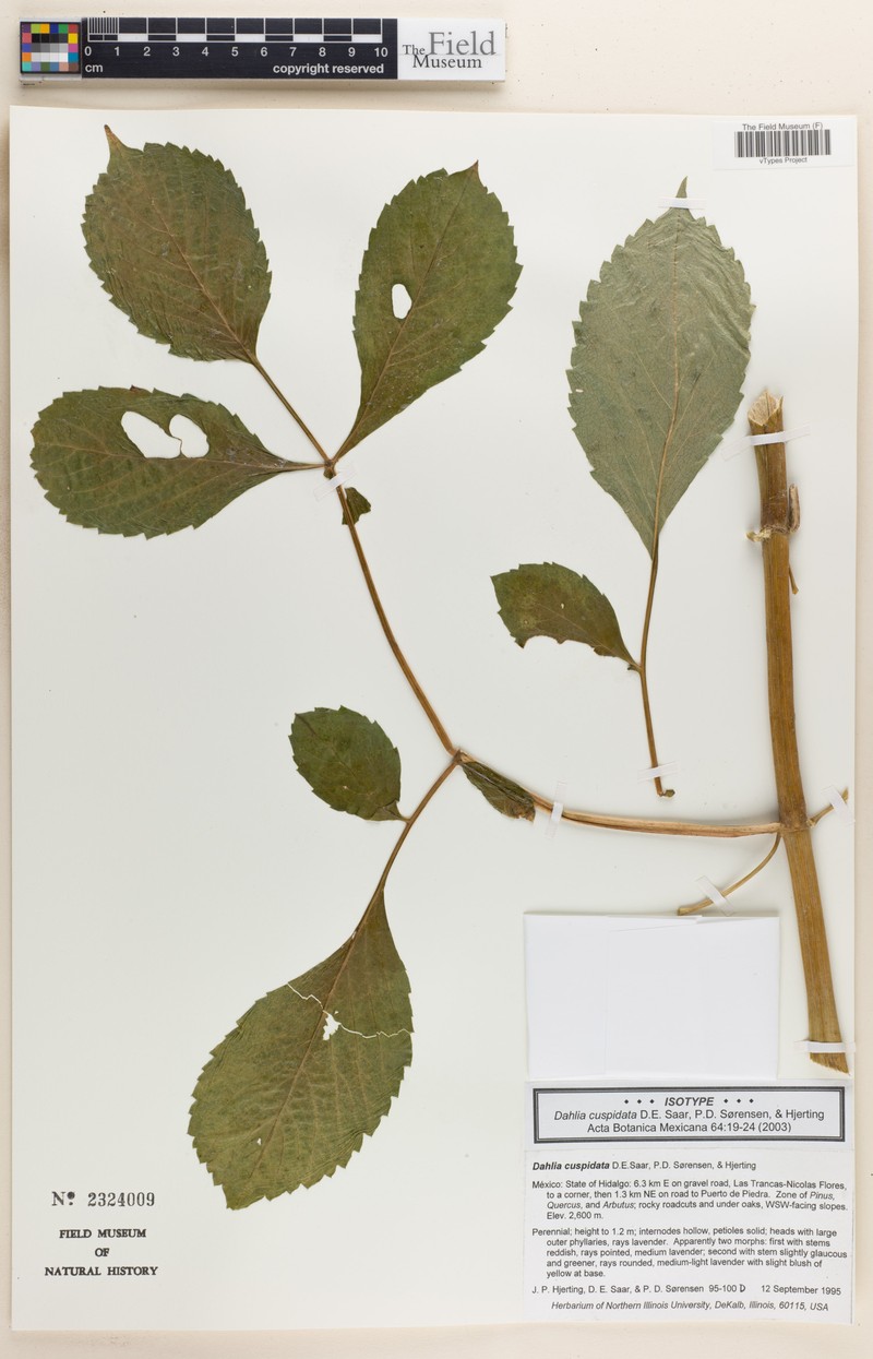 Dahlia cuspidata photo 6
