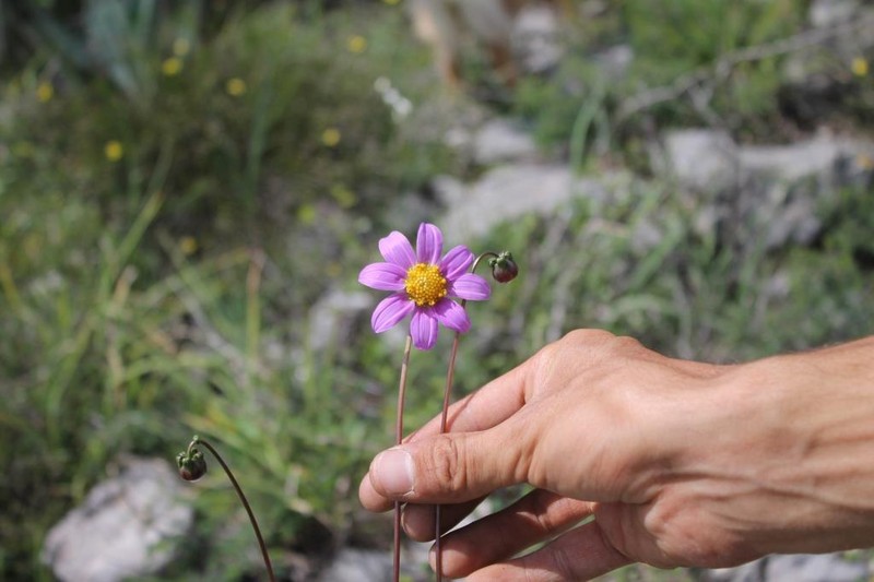 Dahlia dissecta photo 2