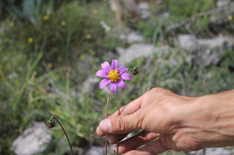 Dahlia dissecta photo 3