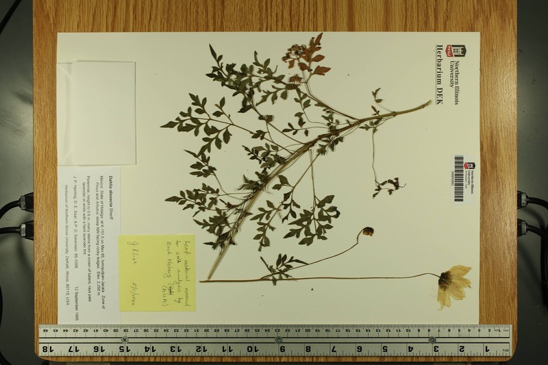 Dahlia dissecta photo 4