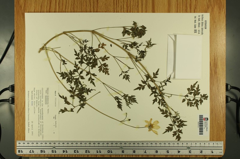 Dahlia dissecta photo 5