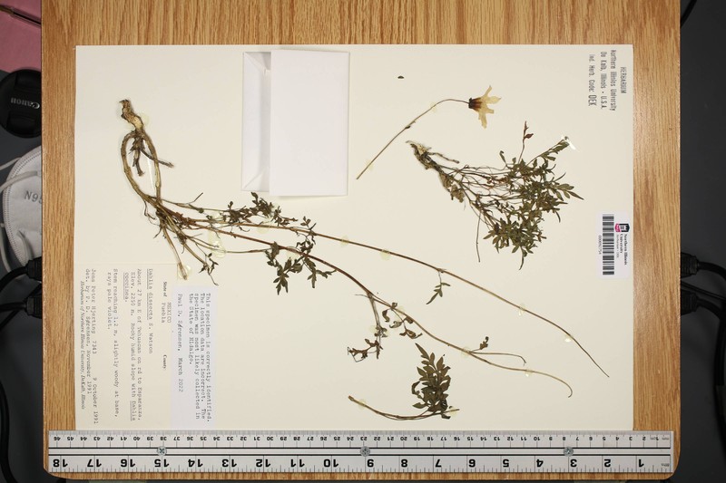 Dahlia dissecta photo 6