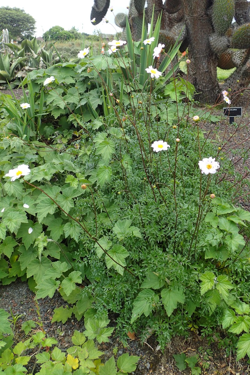 Dahlia dissecta