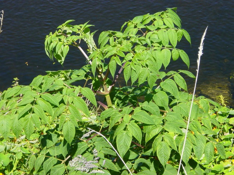 Dahlia excelsa