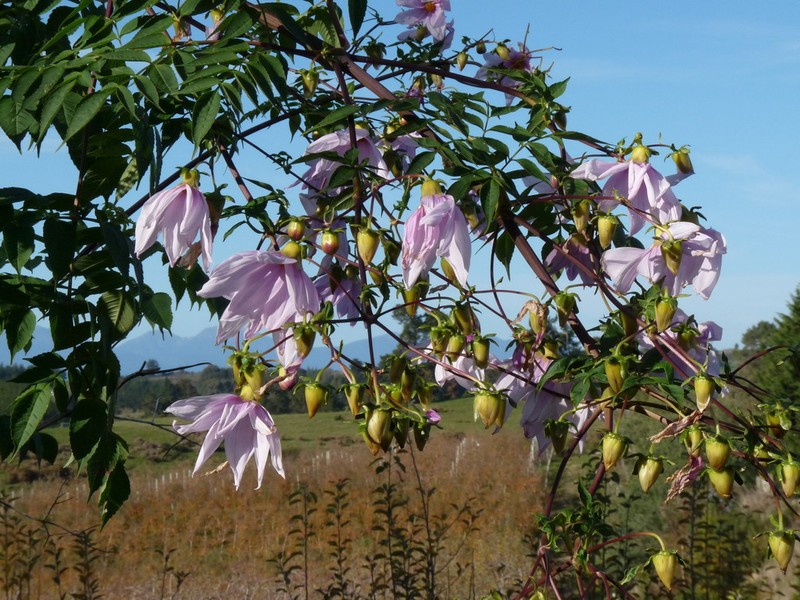 Dahlia excelsa photo 2