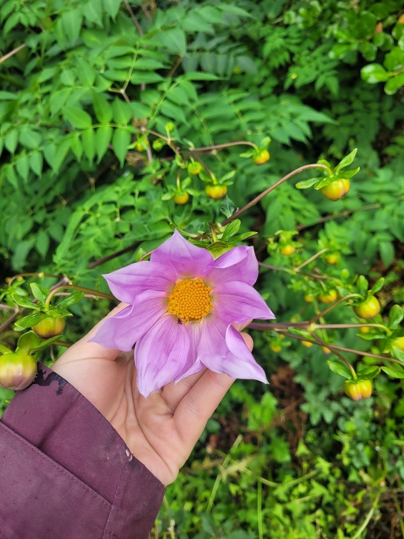 Dahlia excelsa photo 3