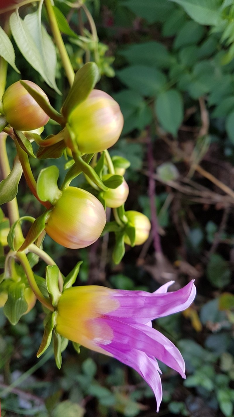 Dahlia excelsa photo 4
