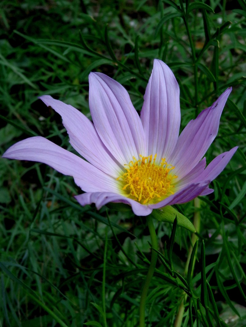 Dahlia foeniculifolia