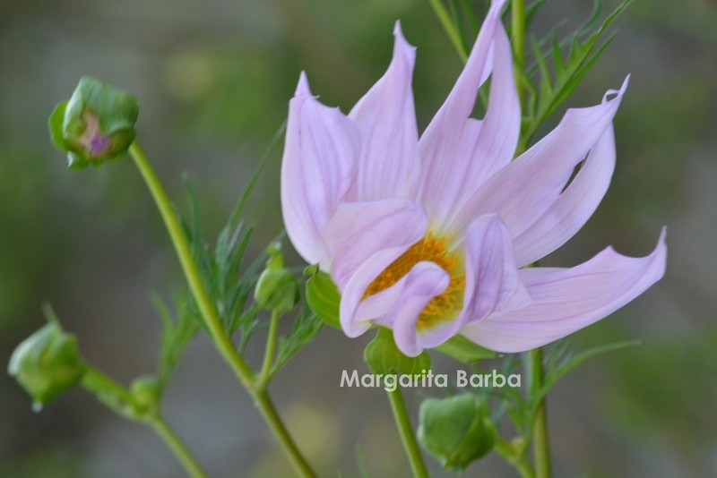 Dahlia foeniculifolia photo 2