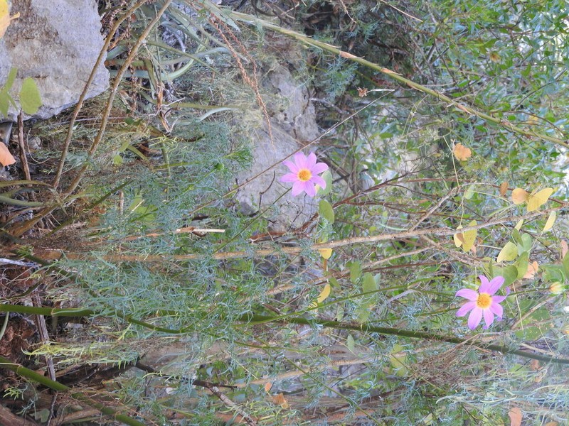 Dahlia foeniculifolia photo 3