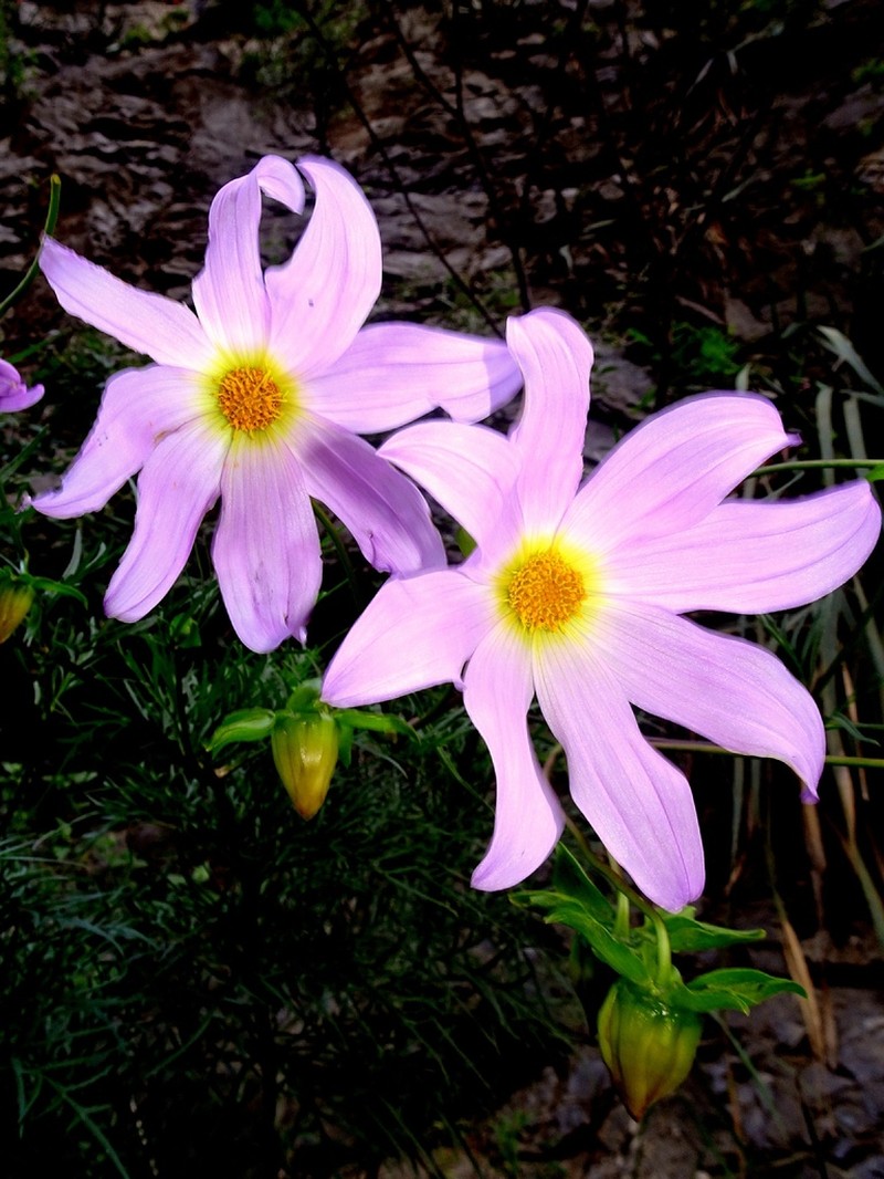 Dahlia foeniculifolia photo 4