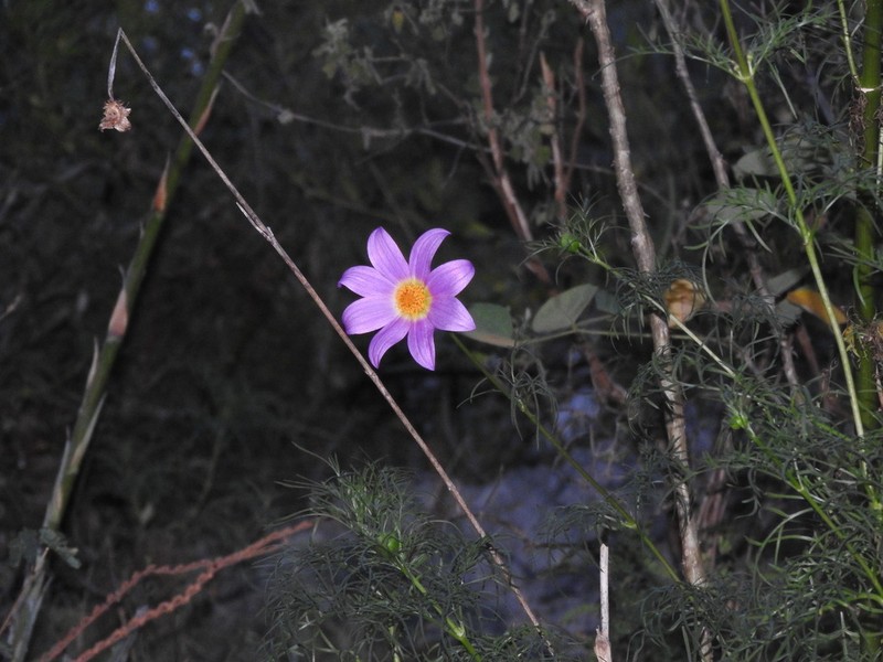 Dahlia foeniculifolia photo 5