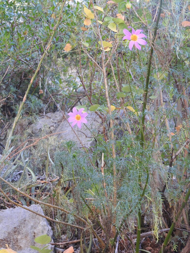 Dahlia foeniculifolia photo 8