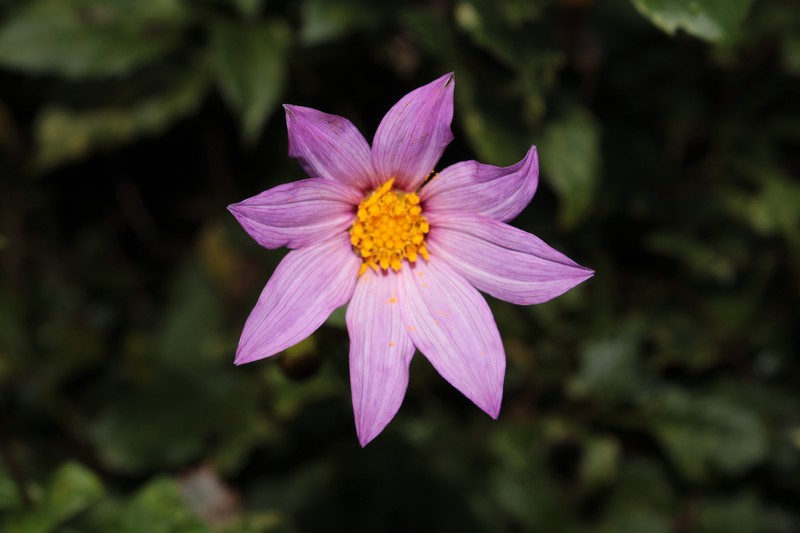 Dahlia gypsicola