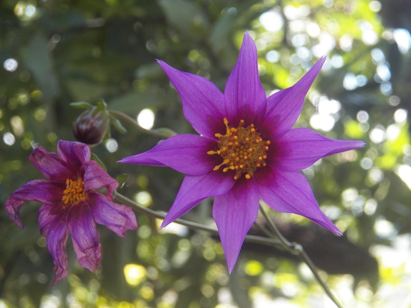 Dahlia hintonii photo 2