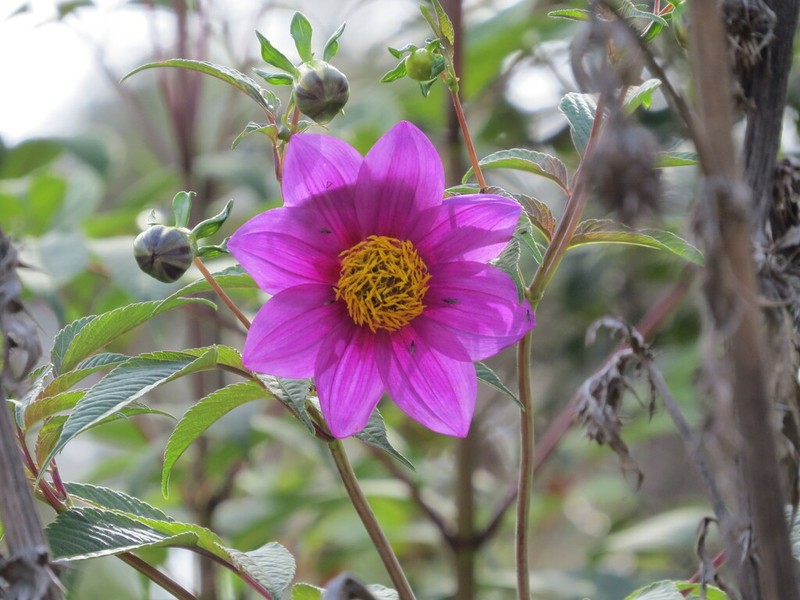 Dahlia hintonii photo 3