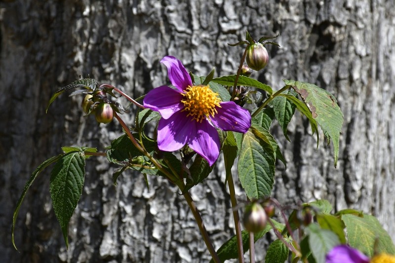 Dahlia hintonii photo 4