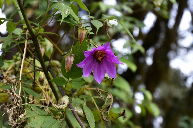 Dahlia hintonii photo 5