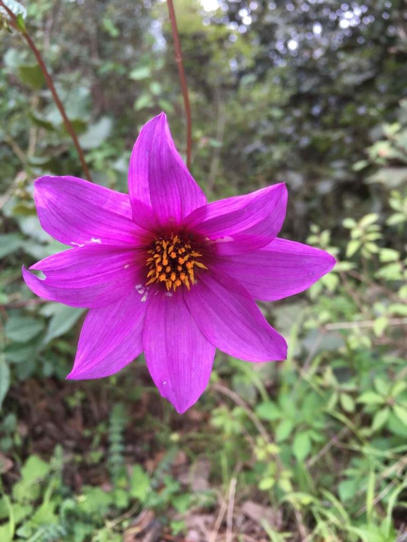 Dahlia hintonii photo 6