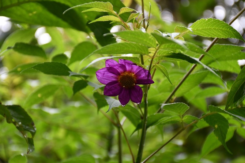 Dahlia hintonii photo 8