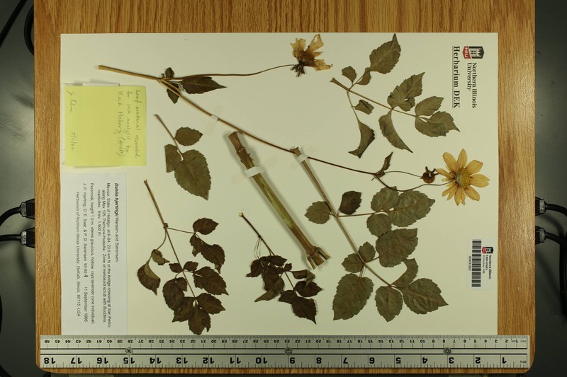 Dahlia hjertingii