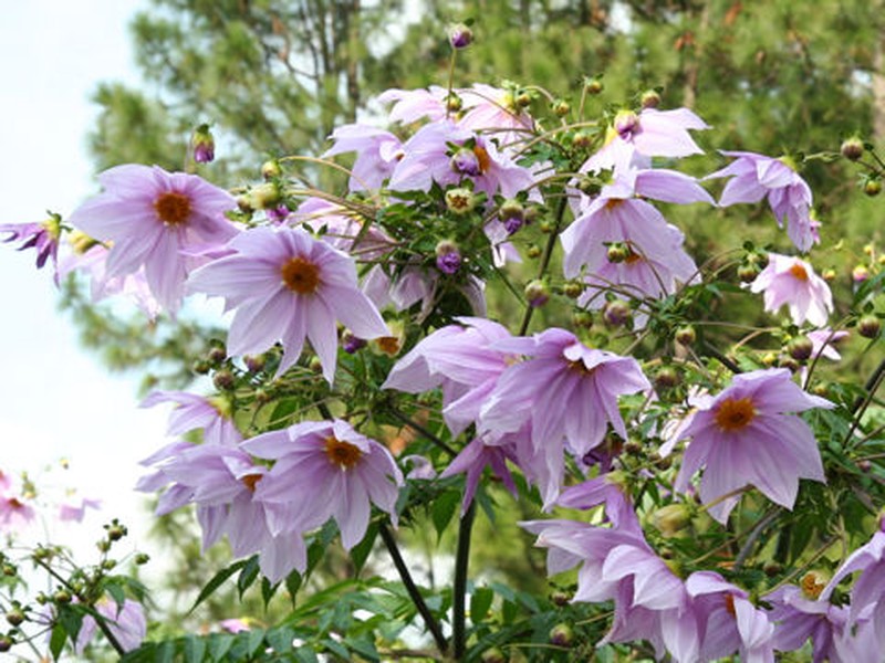 Dahlia imperialis