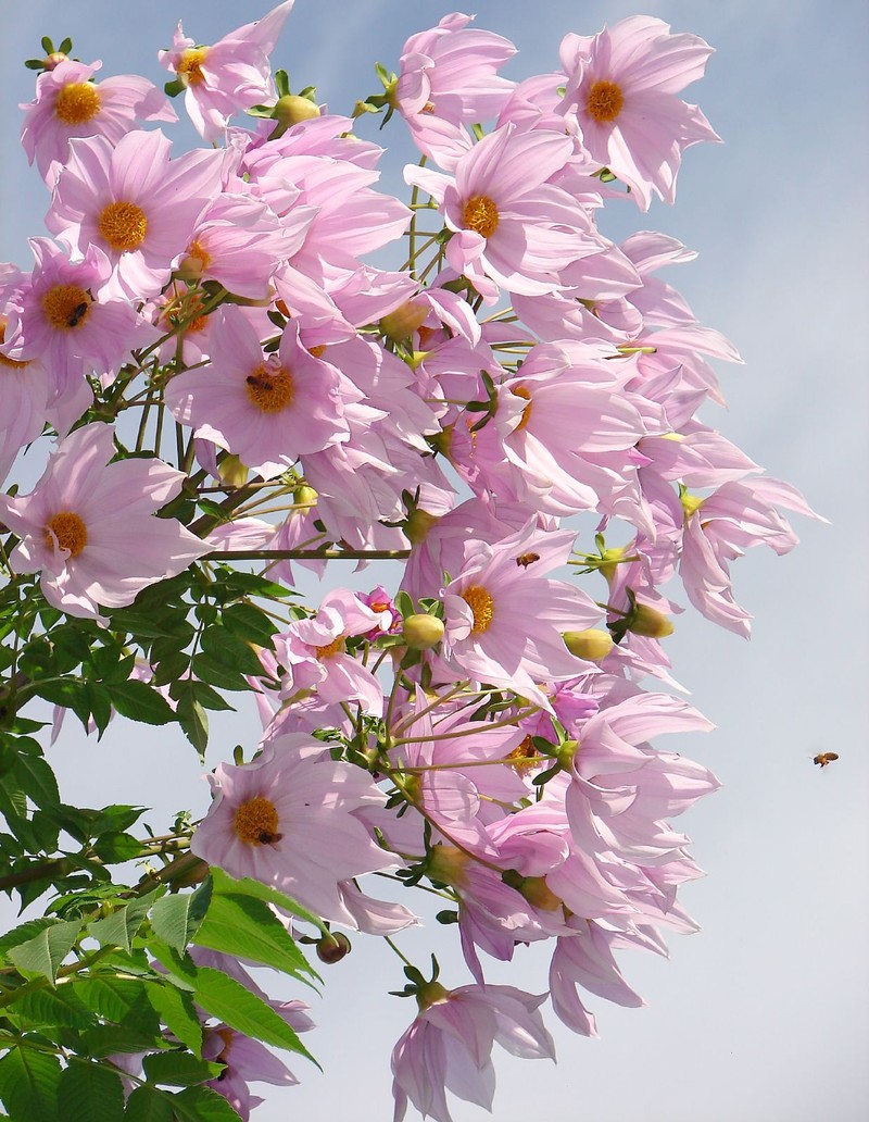 Dahlia imperialis photo 2