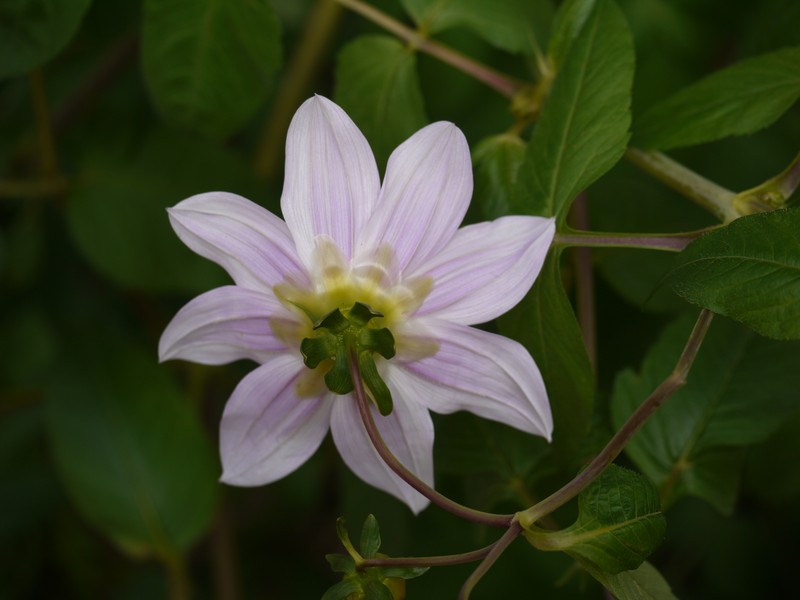 Dahlia imperialis photo 3