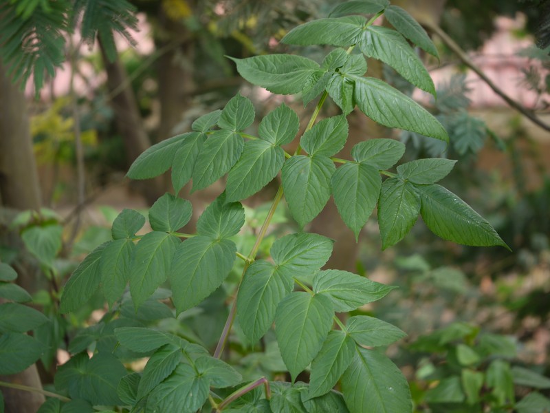 Dahlia imperialis photo 4