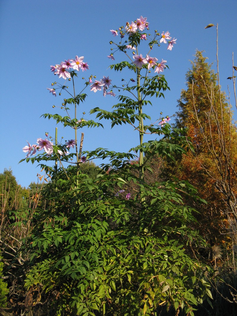 Dahlia imperialis photo 5