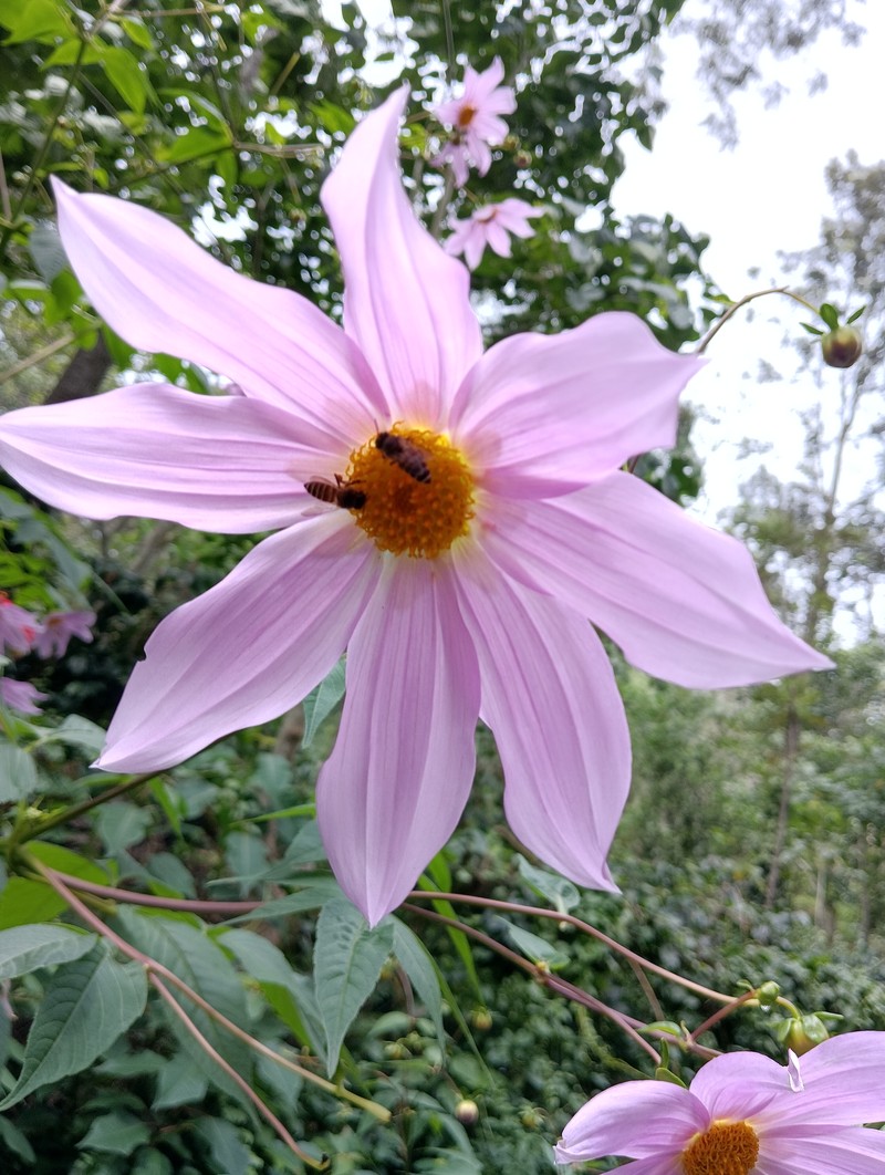 Dahlia imperialis photo 6